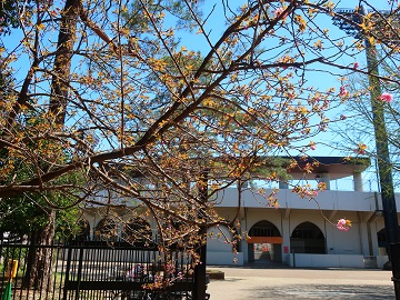 野球場入口の八重桜