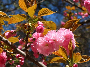 八重桜の花