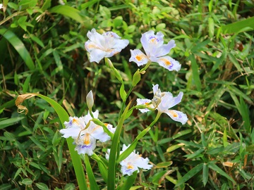 シャガの花