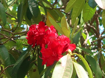 シャクナゲの花