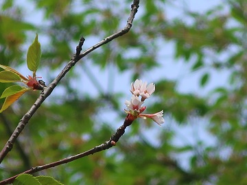 サクラの花