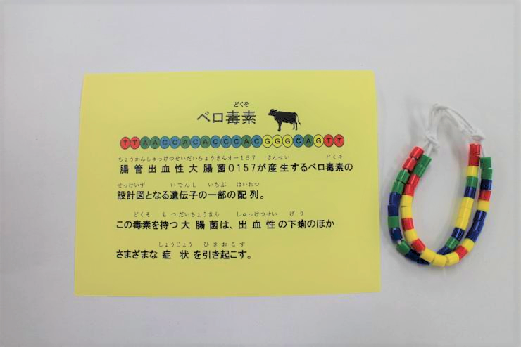 H31県庁オープンデー DNA塩基配列カードとブレスレット