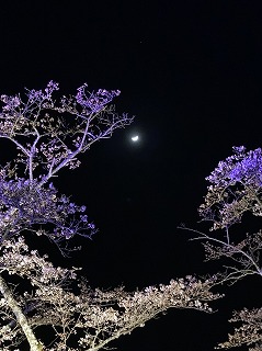 ライトアップされた桜の枝。背景には三日月が光る。