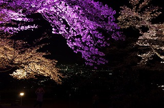 ライトアップされた桜の枝と背景には秩父盆地の夜景。