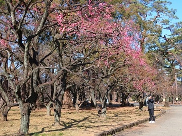 梅林の紅梅