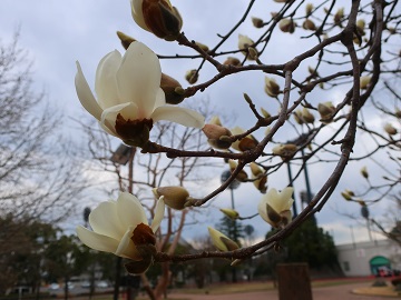 モクレンの花