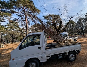 サクラの苗木