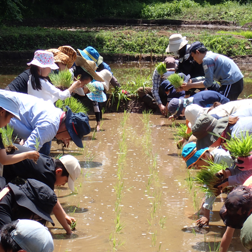 田植えをする様子の写真