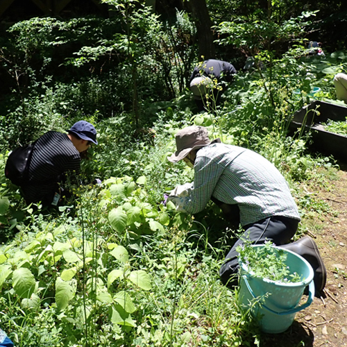 外来植物の抜き取り作業をする様子の写真