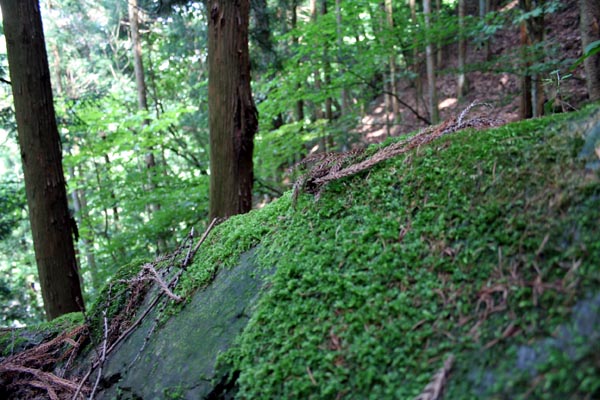 不動の滝の途中にある苔におおわれた風景の写真