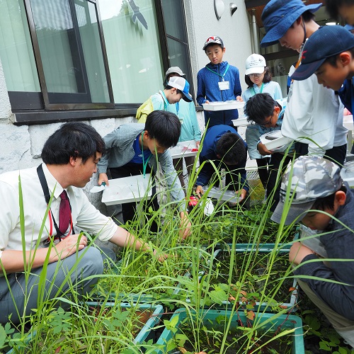 虫や植物を観察する様子の写真