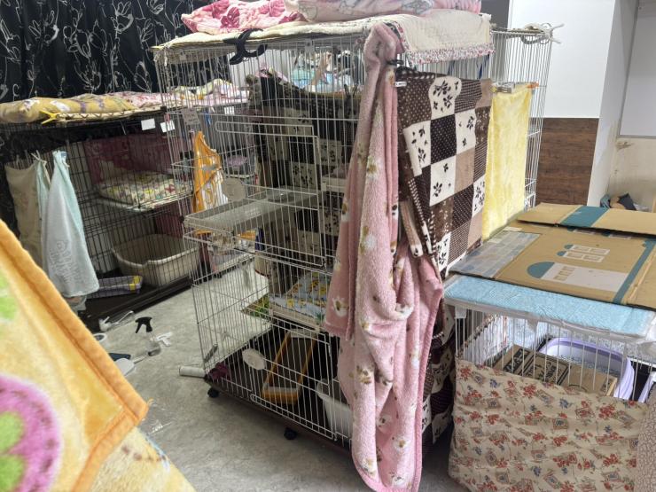 保護猫シェルターの様子2