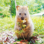 花を持つクオッカの写真