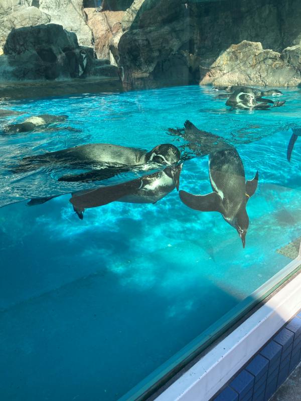 余暇で訪ねた水族館のペンギン
