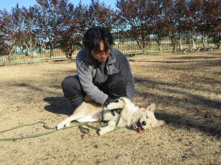 犬を人に慣れさせている様子