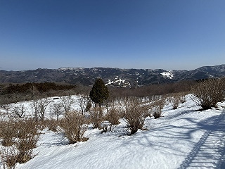 アジサイ園地の積雪の状況。15cm程度積もっている。
