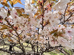 満開のオムロアリアケという桜を下から撮影した写真。サクラが画面いっぱいに写っている。