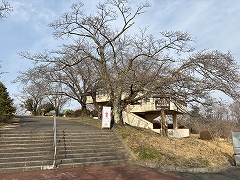 公園入口のソメイヨシノ。つぼみは膨らんでいるが、まだ開花しそうにない。