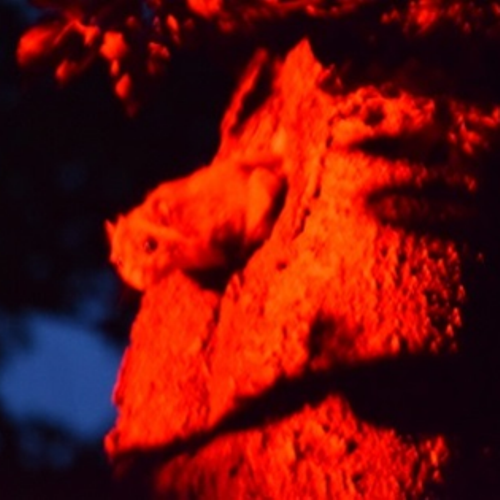 夜に撮影された動物の写真