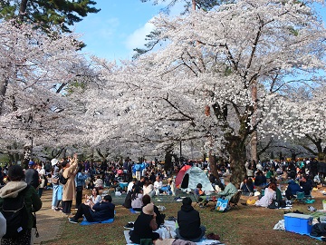 お花見の喧騒