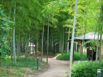 竹林