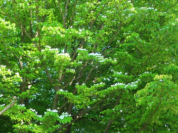 ヤマボウシの枝