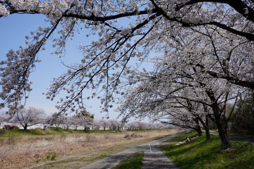 千本桜1