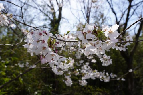 千本桜3