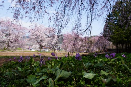 桜2