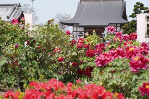 牡丹正楽寺4