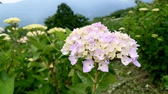 薄紫色に色づき始めたアジサイ。奥にはまだつぼみのアジサイが多数。