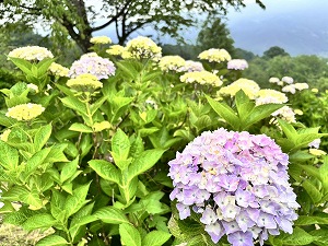 薄い紫色に色づき始めのアジサイ。奥にはまだ緑色のつぼみがあある。
