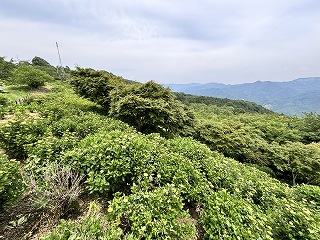 一番アジサイが咲く斜面。まだ緑色で、所々につぼみがある。