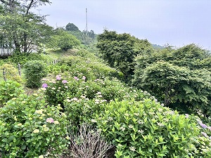 東展望台から左方面を見た様子。一部の株が濃いピンク色に色づいている。