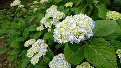 縁が薄い水色に色づき始めたアジサイがたくさんある。