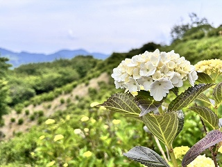 色づき始めた白いアジサイ。背景にはアジサイが植わっている斜面