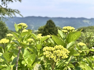 いくつもアジサイのつぼみが付いている。背景には皆野町の山並み。つぼみはまだ黄色い。