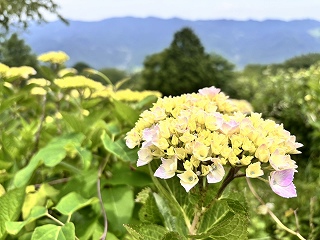 縁が薄いピンク色に色づき始めたアジサイ。奥にはまだつぼみになりたてのアジサイ。