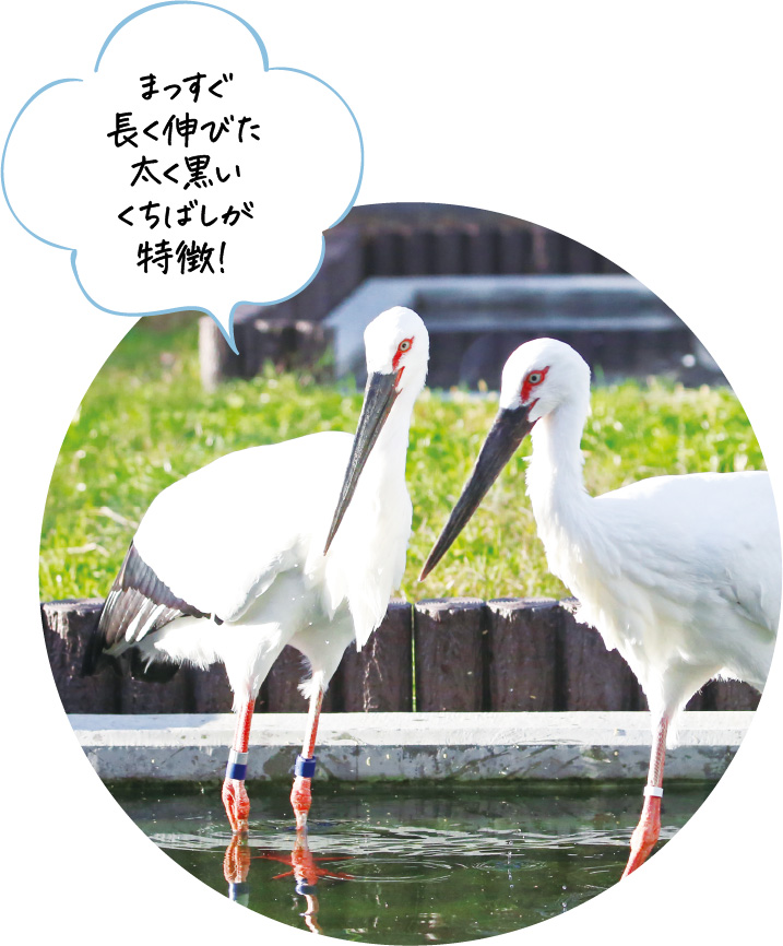 コウノトリの写真。まっすぐ長く伸びた太く黒いくちばしが特徴！