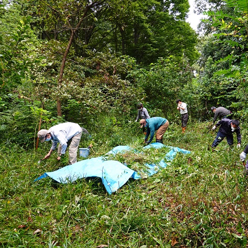 里山の管理作業をする様子の写真