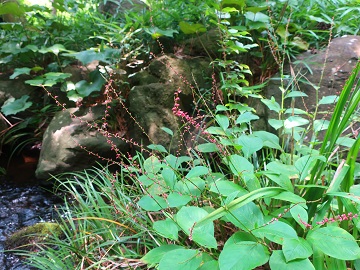 水辺に生育