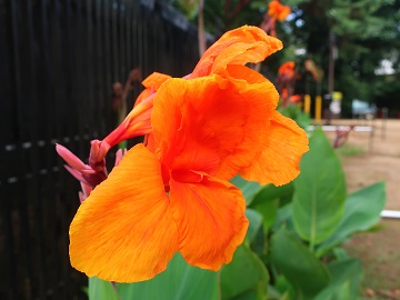 花のアップ