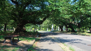 自由広場北側園路
