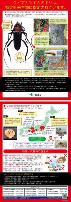 環境省クビアカチラシ