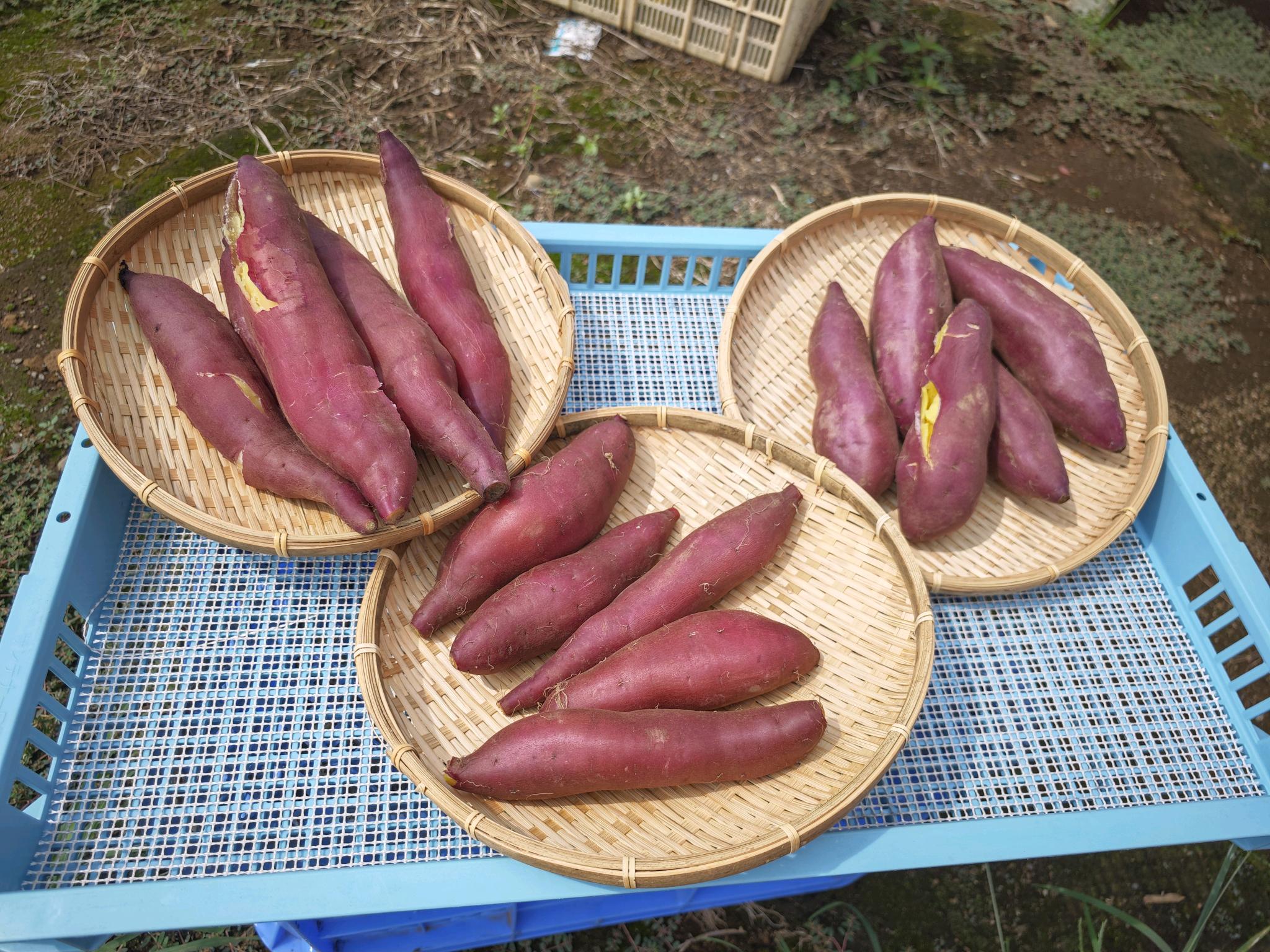 ふかしたサツマイモがかごの中に入っている