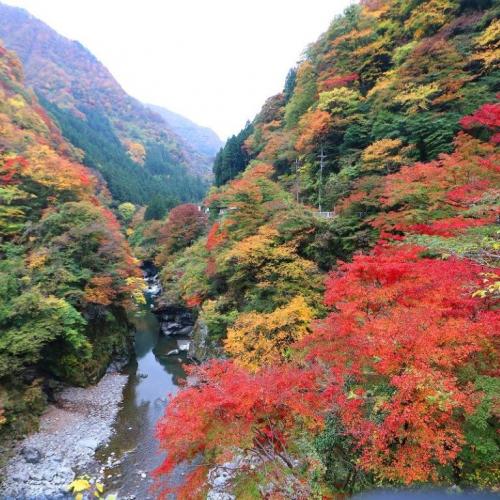 秩父紅葉景色