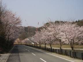 桜並木の写真