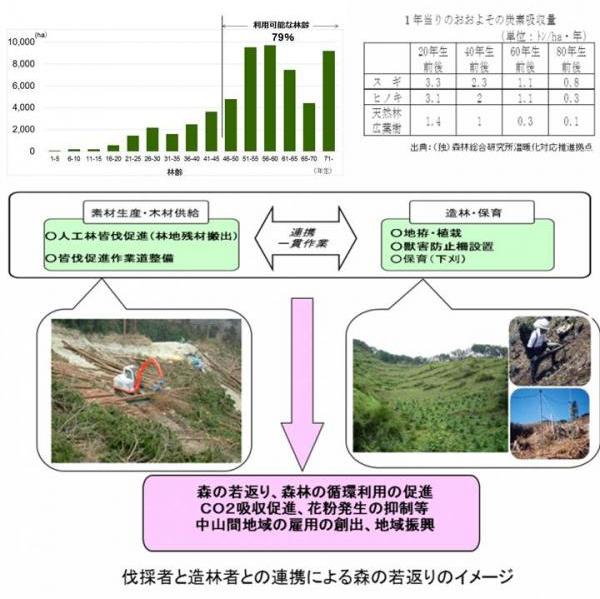 イメージ図：伐採者と造林者との連携により皆伐と再造林を一貫して実施することで低コストで効率的に森を若返らせます