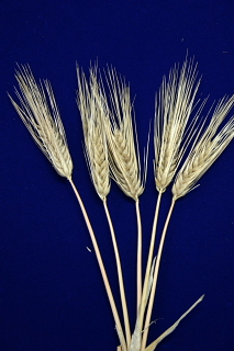 六条大麦の写真