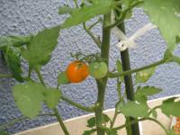 デイケア農園で成長しているトマト